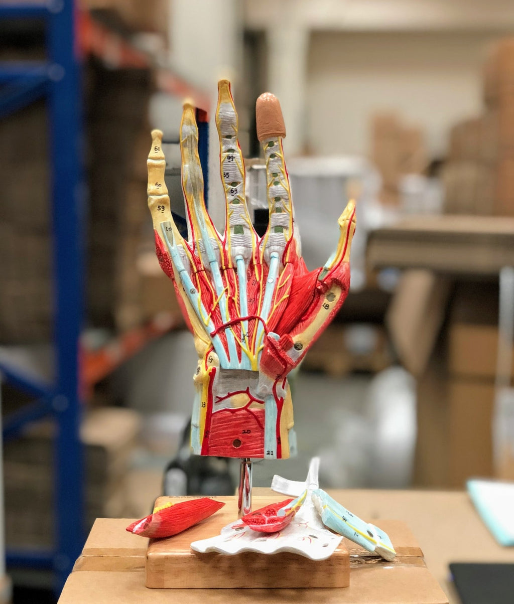 Complete hand model with muscles, tendons, vessels and nerves – eAnatomi