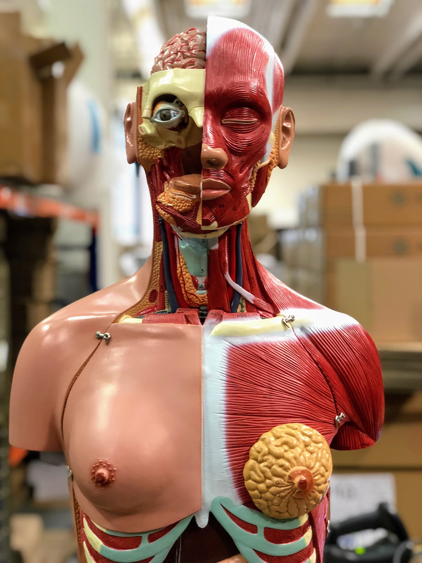 Complete torso with 27 removable parts, open back, muscles, a fetus and interchangeable genitalia