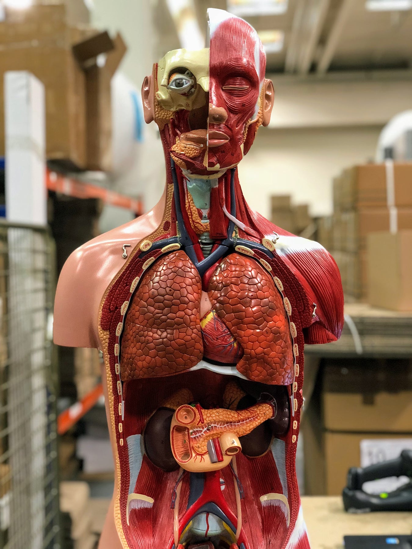 Complete torso with 27 removable parts, open back, muscles, a fetus and interchangeable genitalia