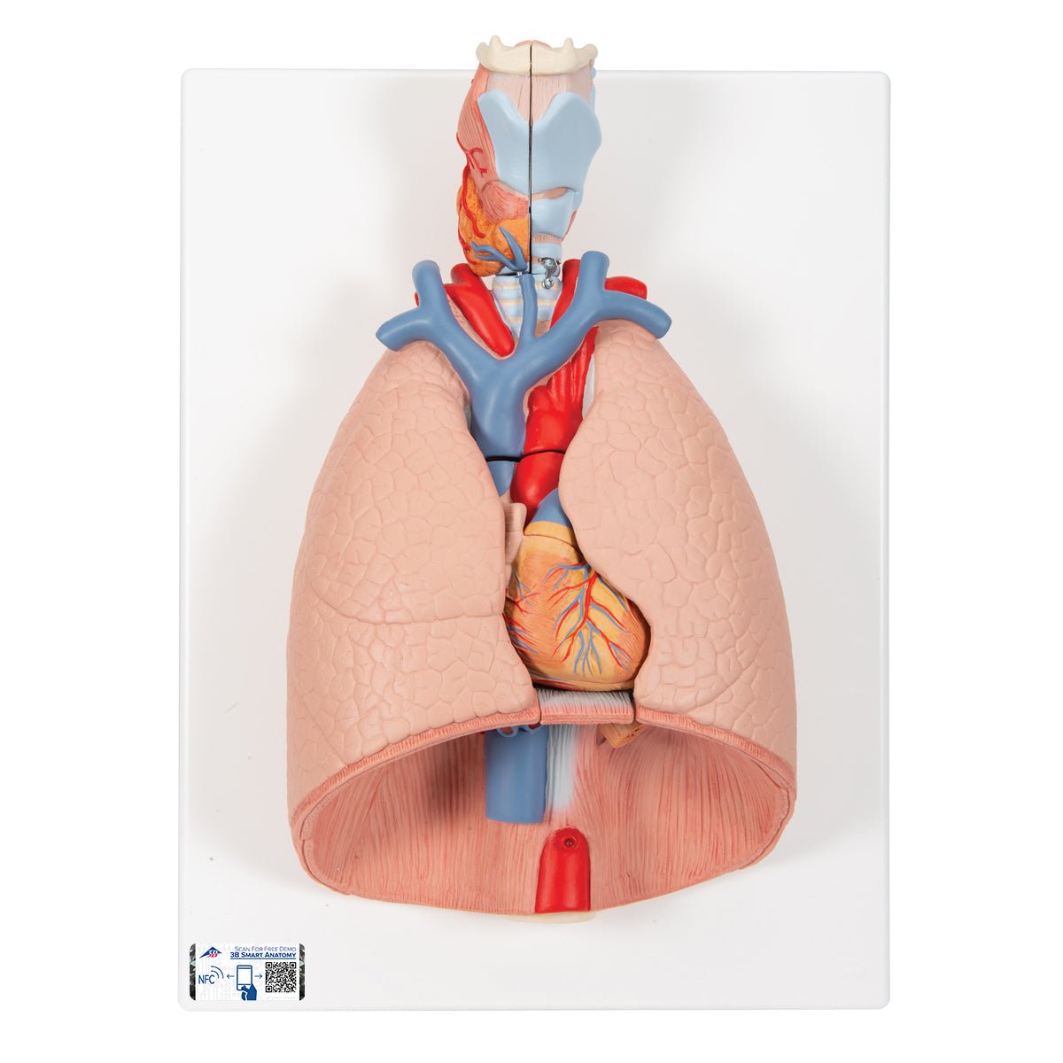 Thorax' indre organer, 7 dele - eAnatomi