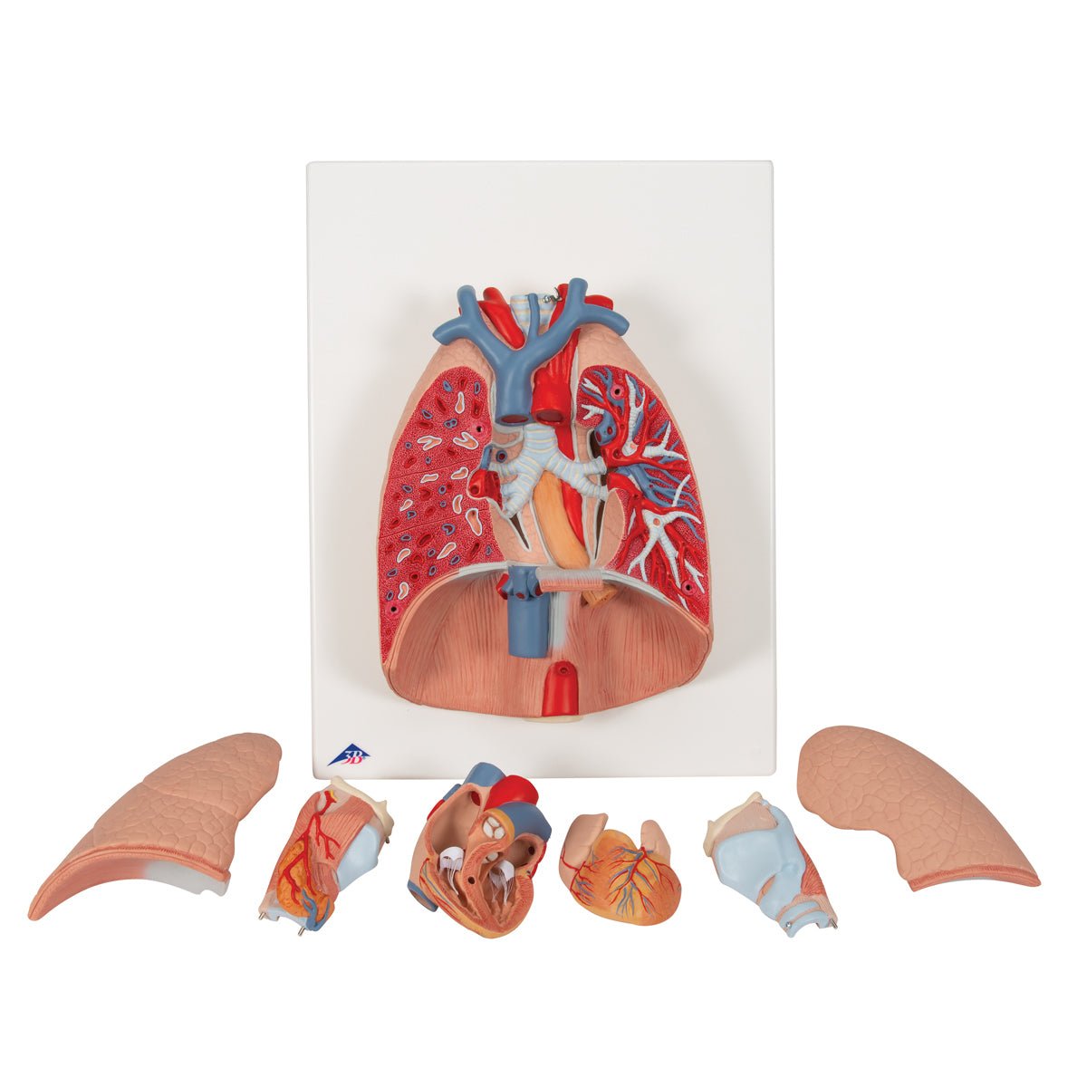 Thorax' indre organer, 7 dele - eAnatomi