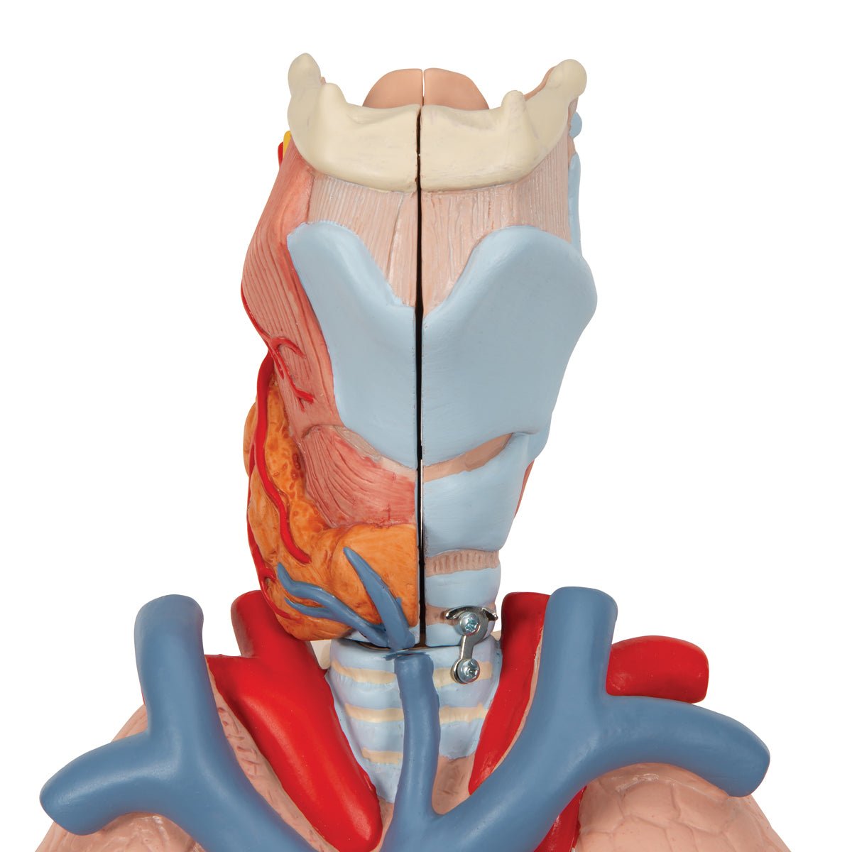Thorax' indre organer, 7 dele - eAnatomi