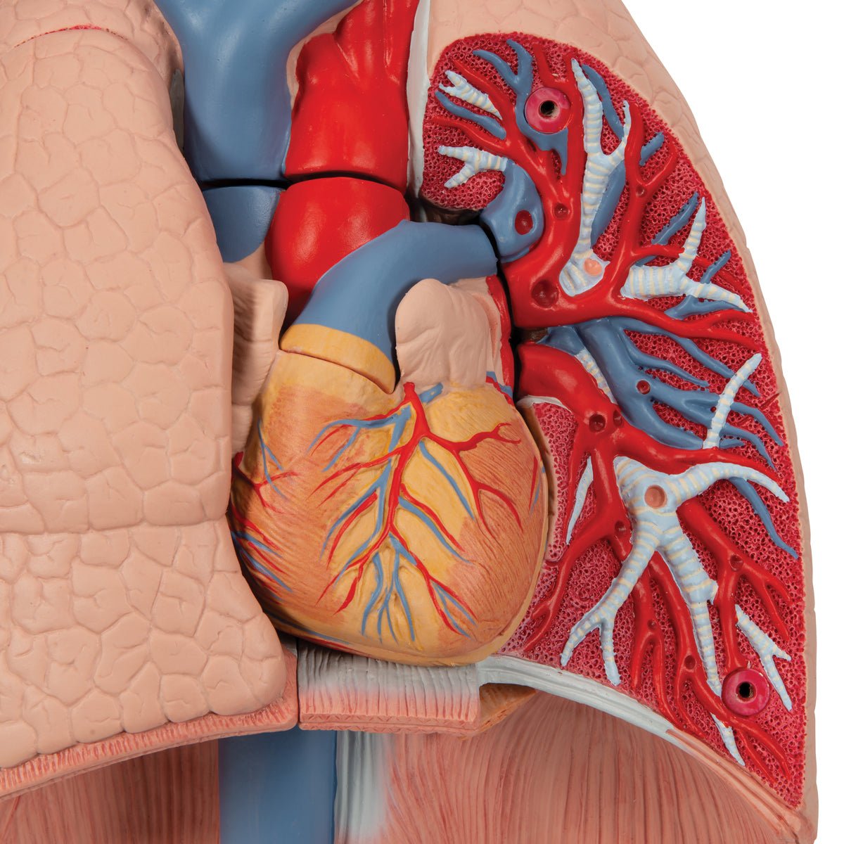 Thorax' indre organer, 7 dele - eAnatomi