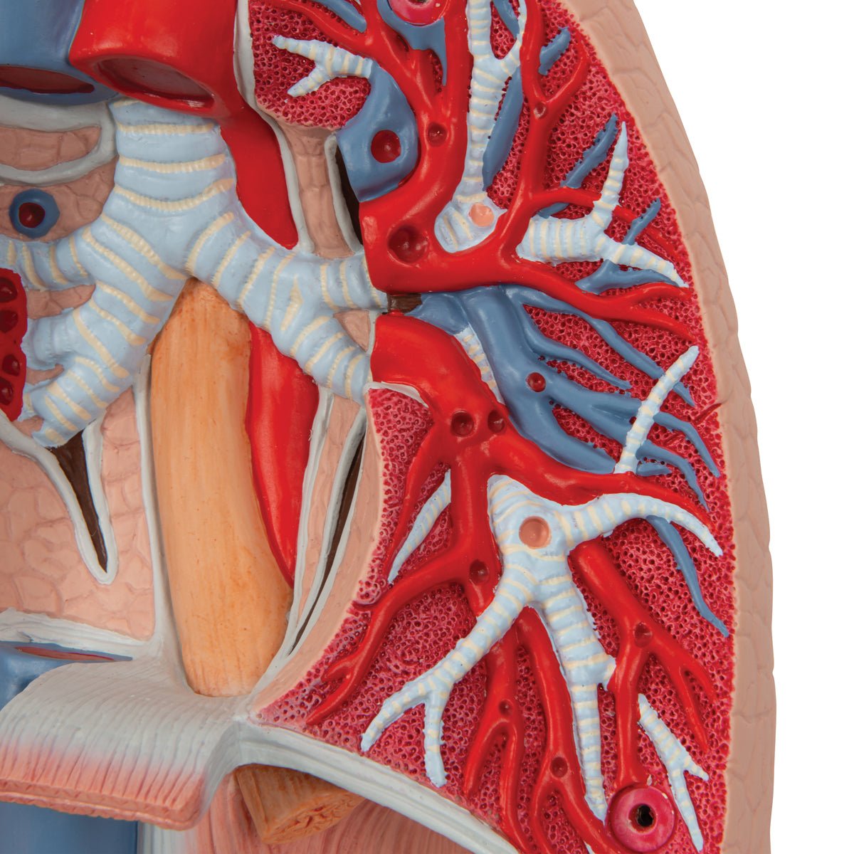 Thorax' indre organer, 7 dele - eAnatomi
