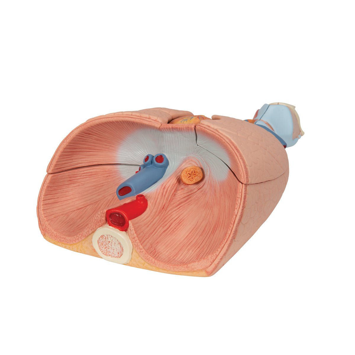 Thorax' indre organer, 7 dele - eAnatomi