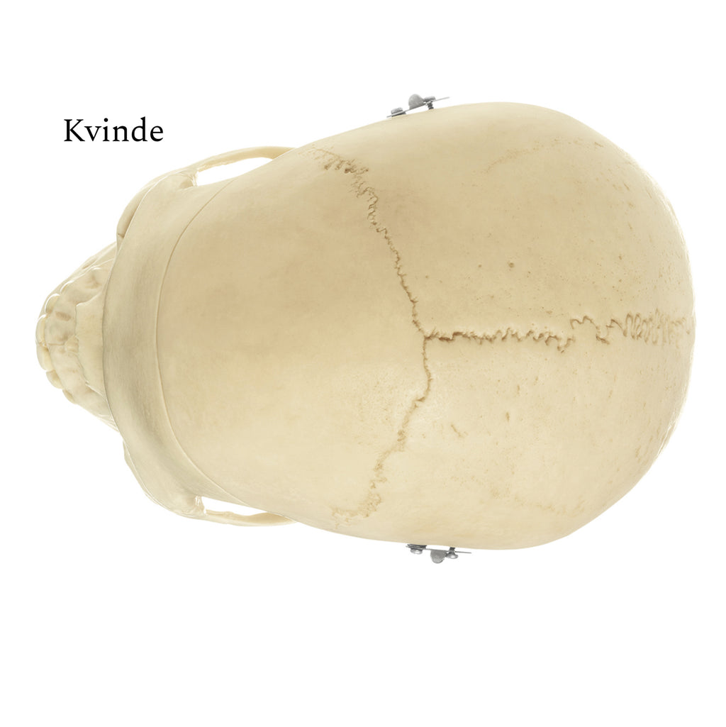 Naturtro kranie, 3 dele - eAnatomi