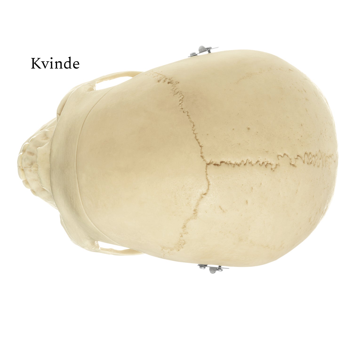 Naturtro kranie, 3 dele - eAnatomi