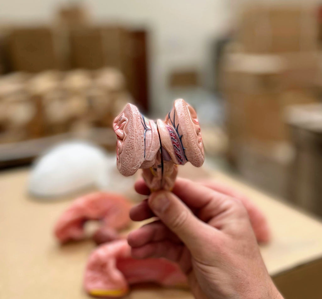 Skull with brain model in 8 parts