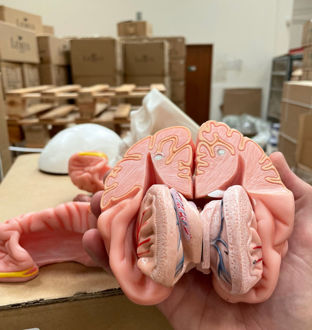 Skull with brain model in 8 parts