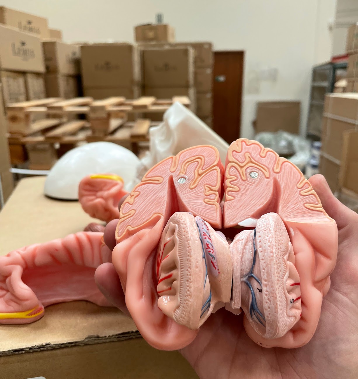 Skull with brain model in 8 parts