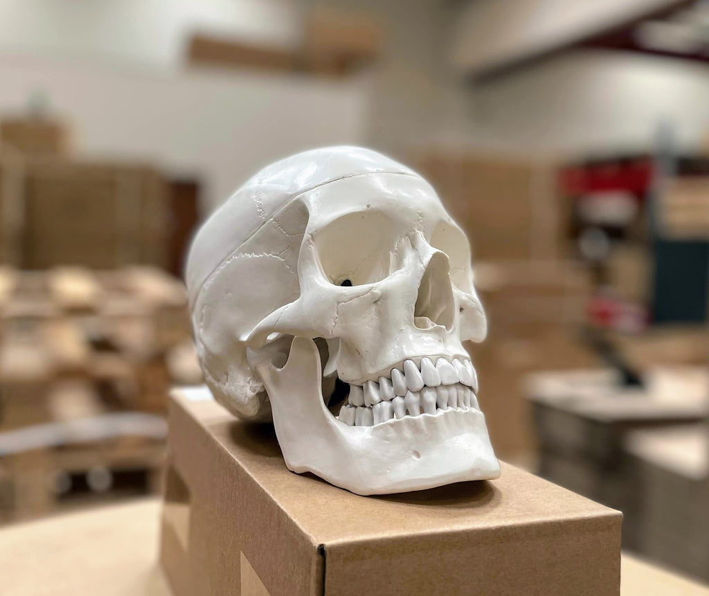 Skull with brain model in 8 parts