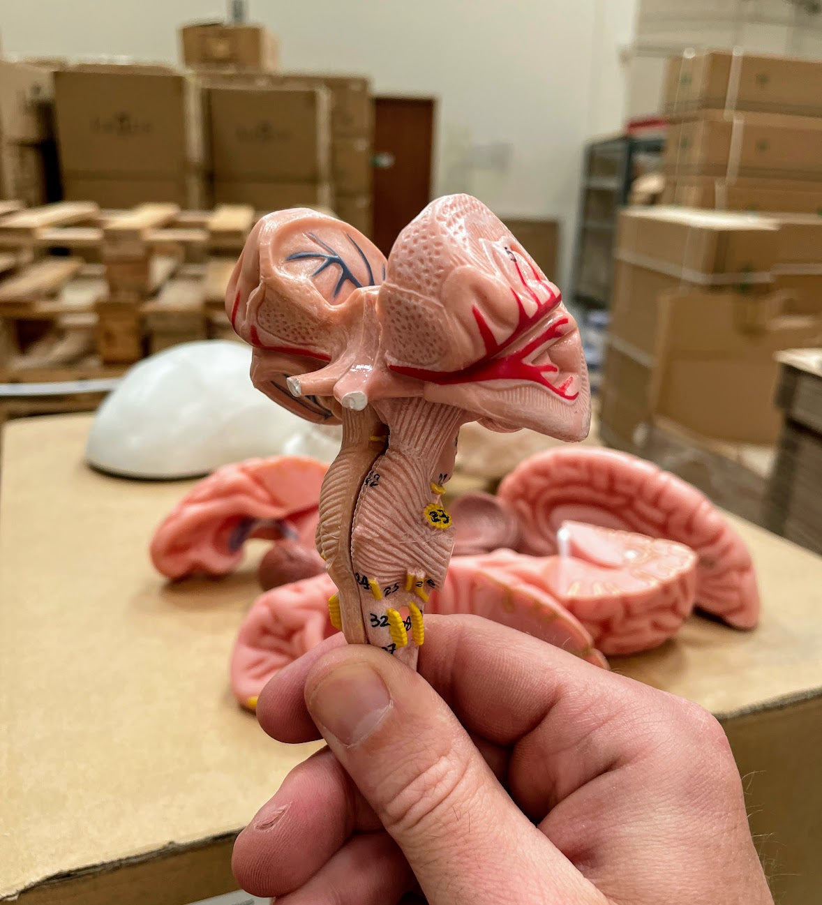 Skull with brain model in 8 parts