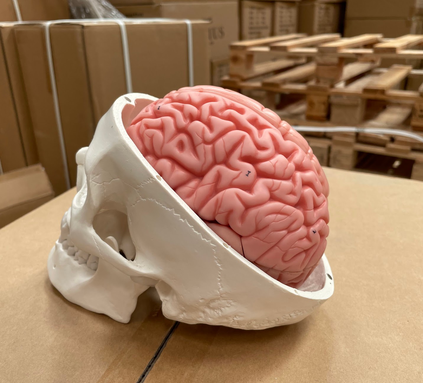 Skull with brain model in 8 parts