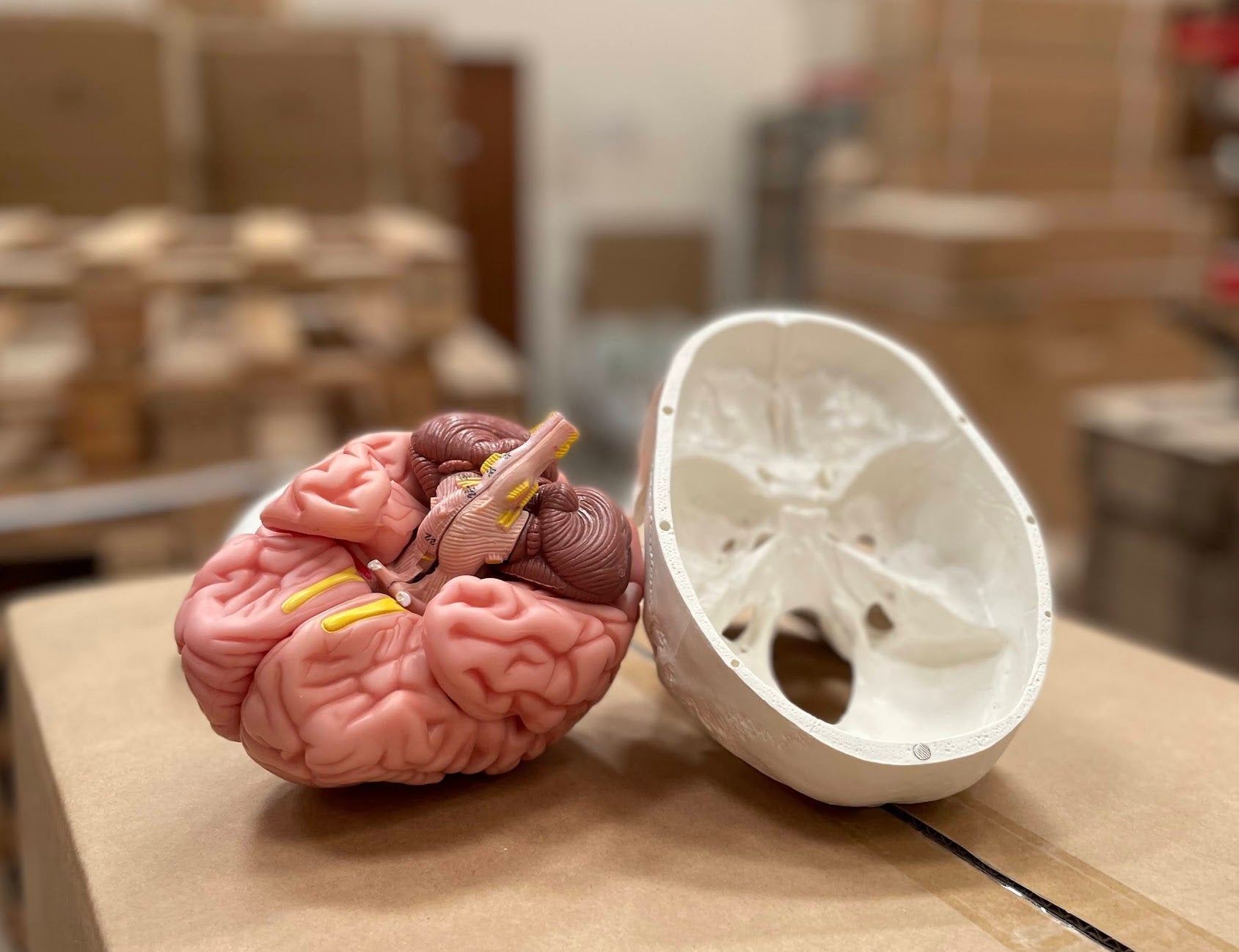 Skull with brain model in 8 parts