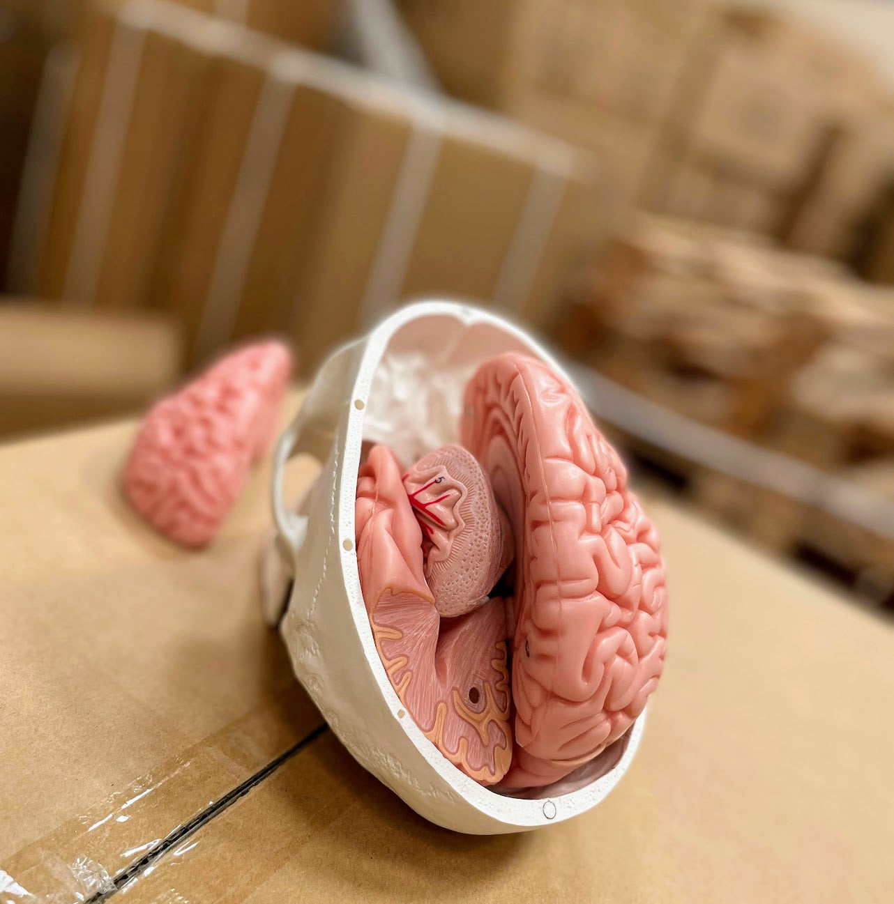 Skull with brain model in 8 parts