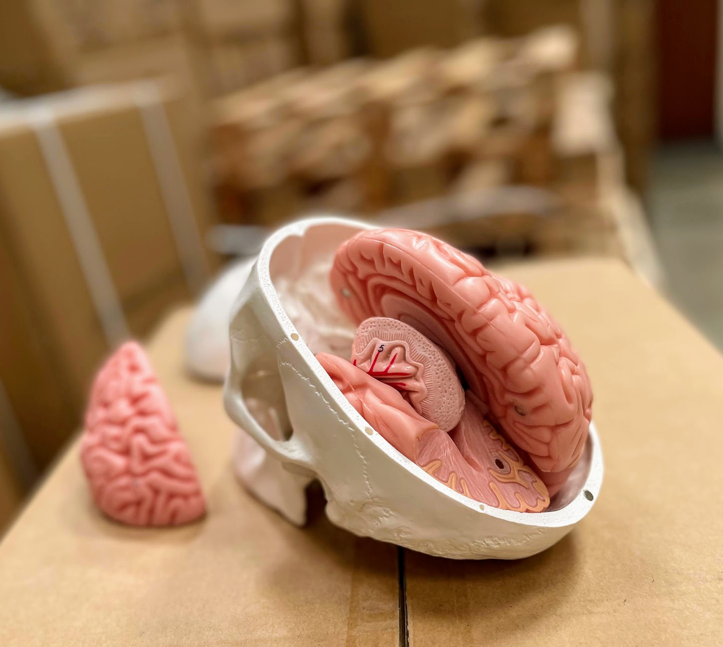 Skull with brain model in 8 parts