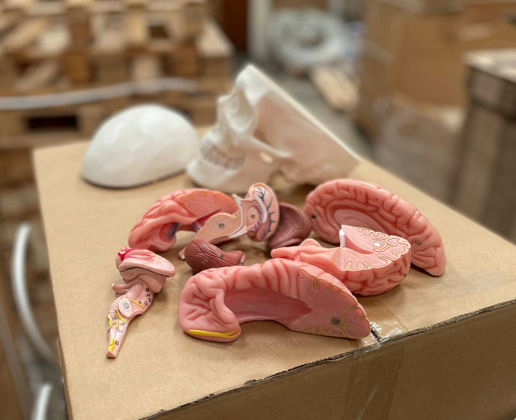 Skull with brain model in 8 parts