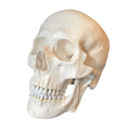Standard kranie, 2 dele - eAnatomi