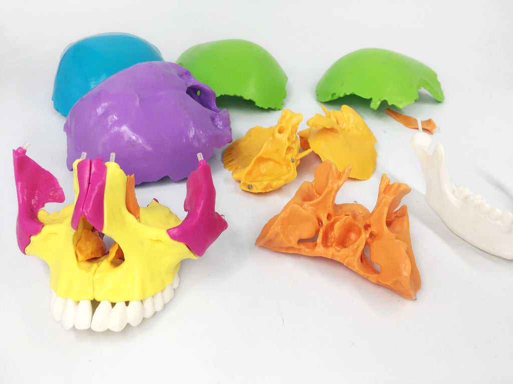 Kraniemodel i 22 dele med farvede knogler