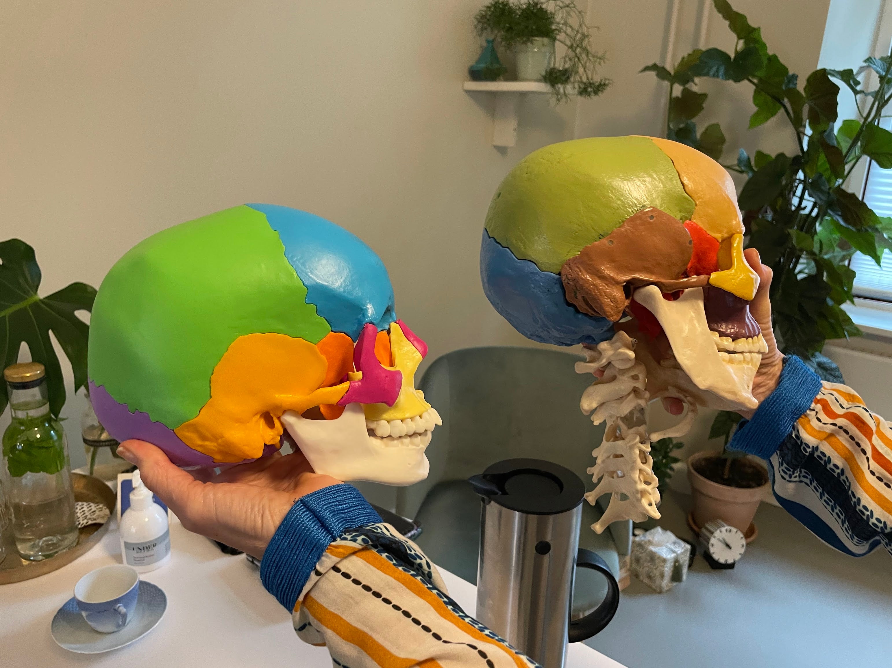 Kraniemodel i 22 dele med farvede knogler