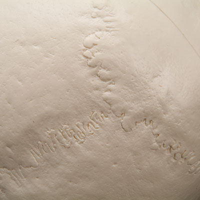 Skull with cervical vertebrae, 2 parts