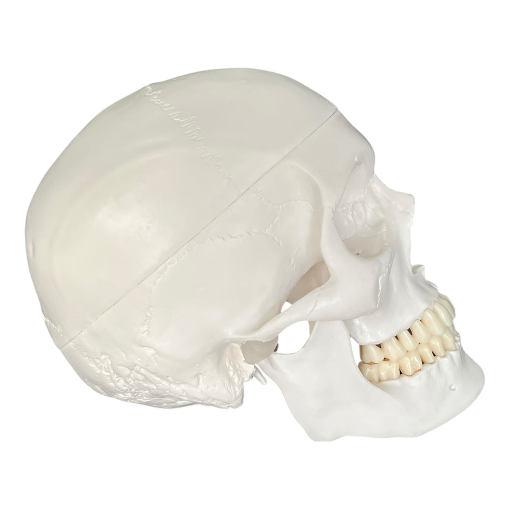 Classic skull, anatomical model in 3 parts