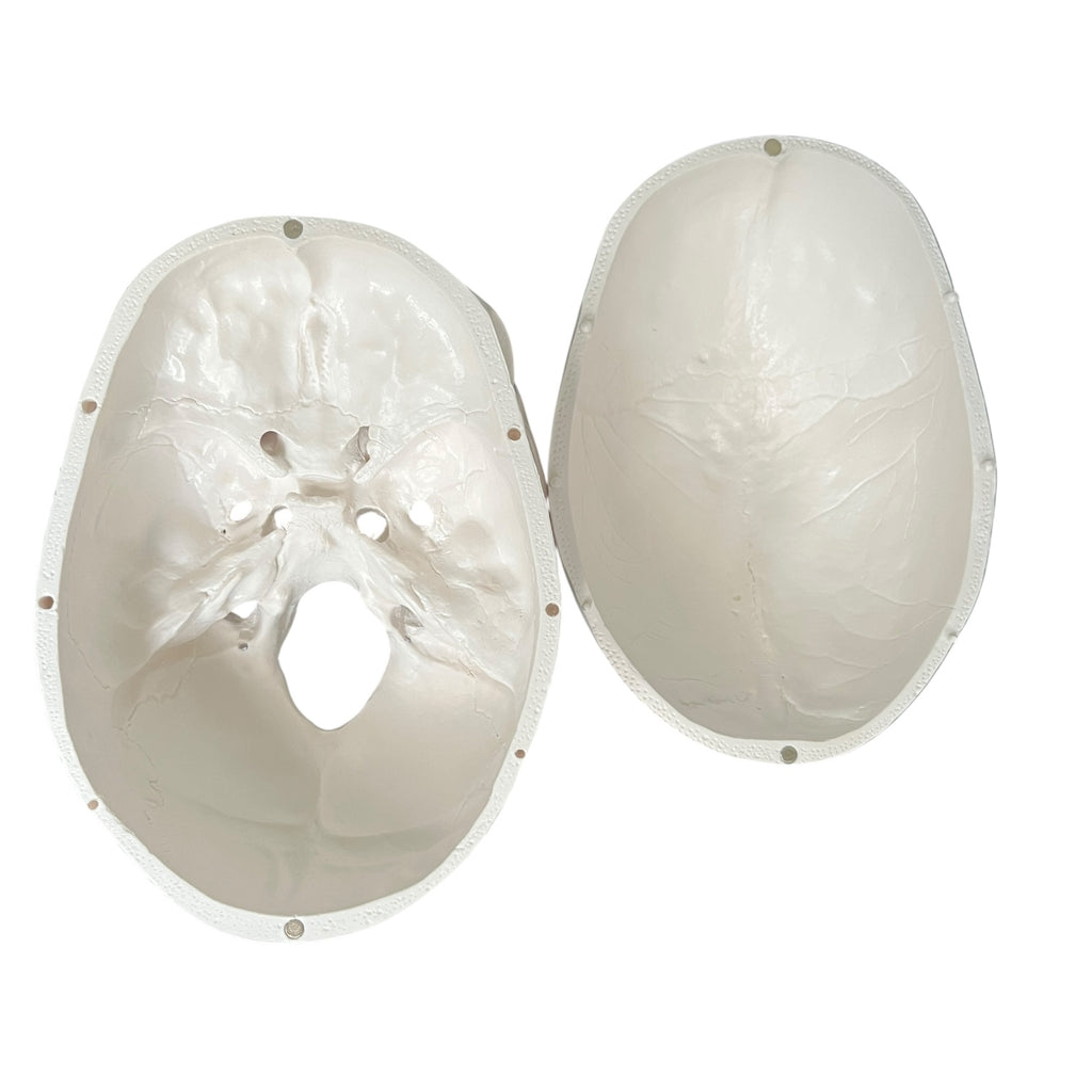 Classic skull, anatomical model in 3 parts