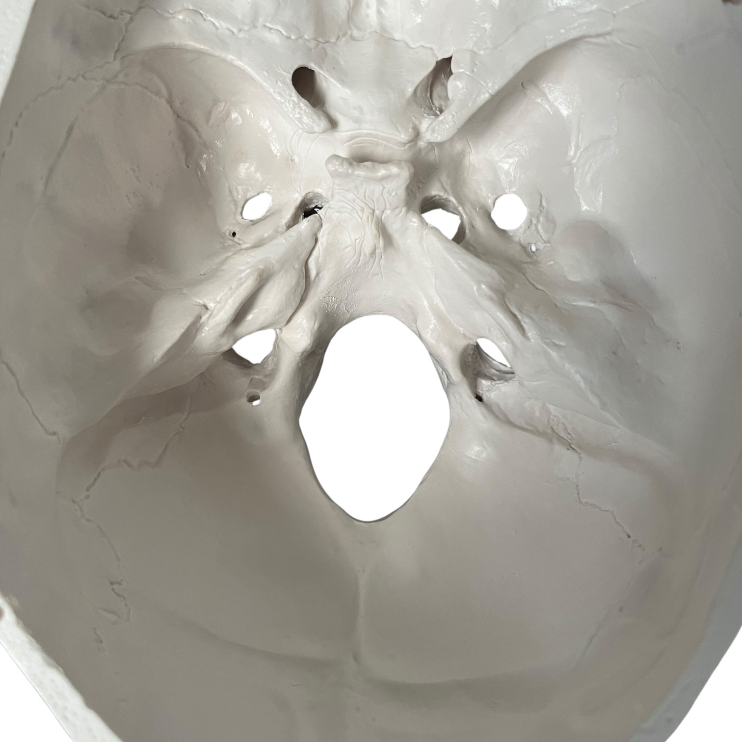 Classic skull, anatomical model in 3 parts