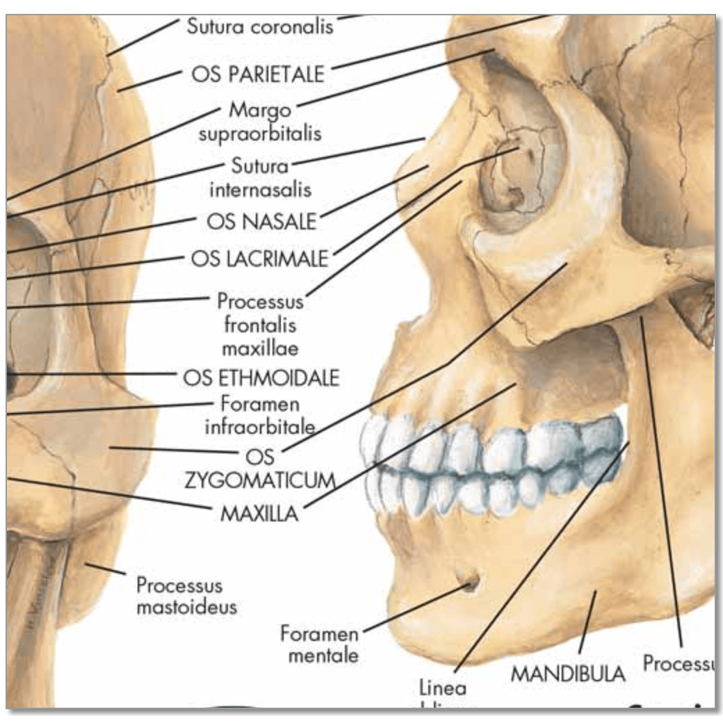 Plakat om kraniets anatomi på latin (men tysk overskrift) - eAnatomi