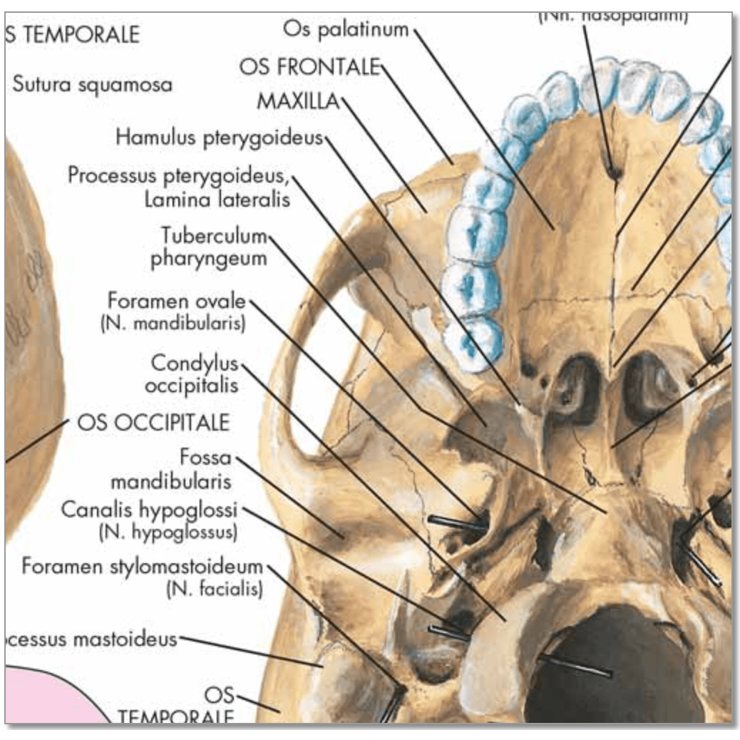 Plakat om kraniets anatomi på latin (men tysk overskrift) - eAnatomi