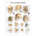 Plakat om kraniets anatomi på latin (men tysk overskrift) - eAnatomi
