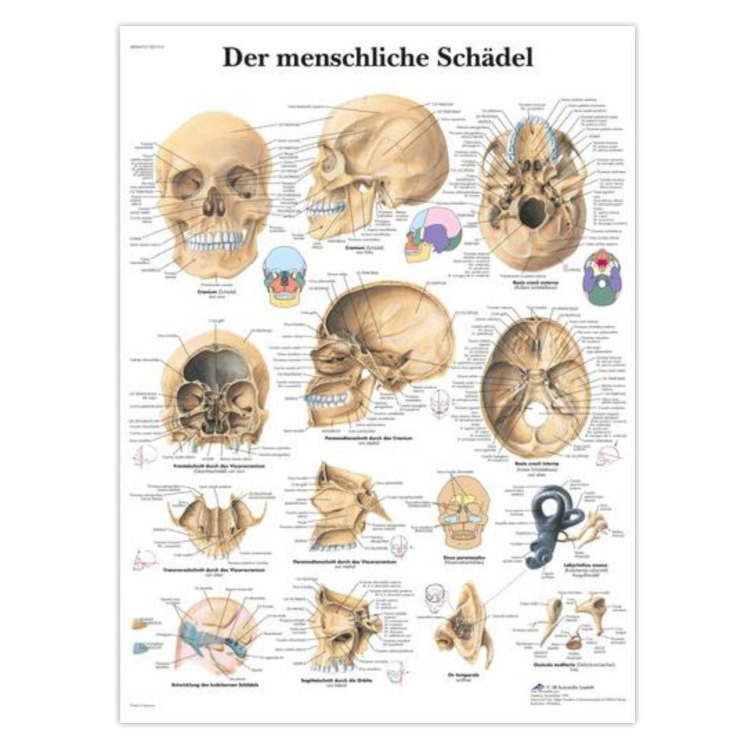 Plakat om kraniets anatomi på latin (men tysk overskrift) - eAnatomi
