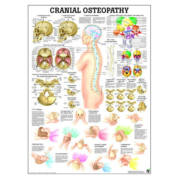 Poster about CranioSacral therapy in English