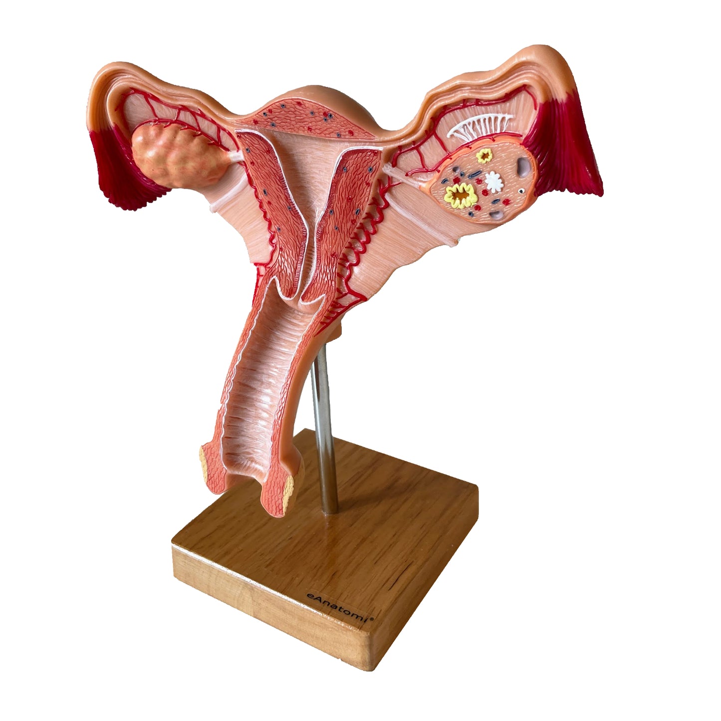 Anatomical Model Of The Female Internal Genitalia In EAnatomi dk anatomical-model-of-the-female-internal-genitalia-in-eanatomi-dk