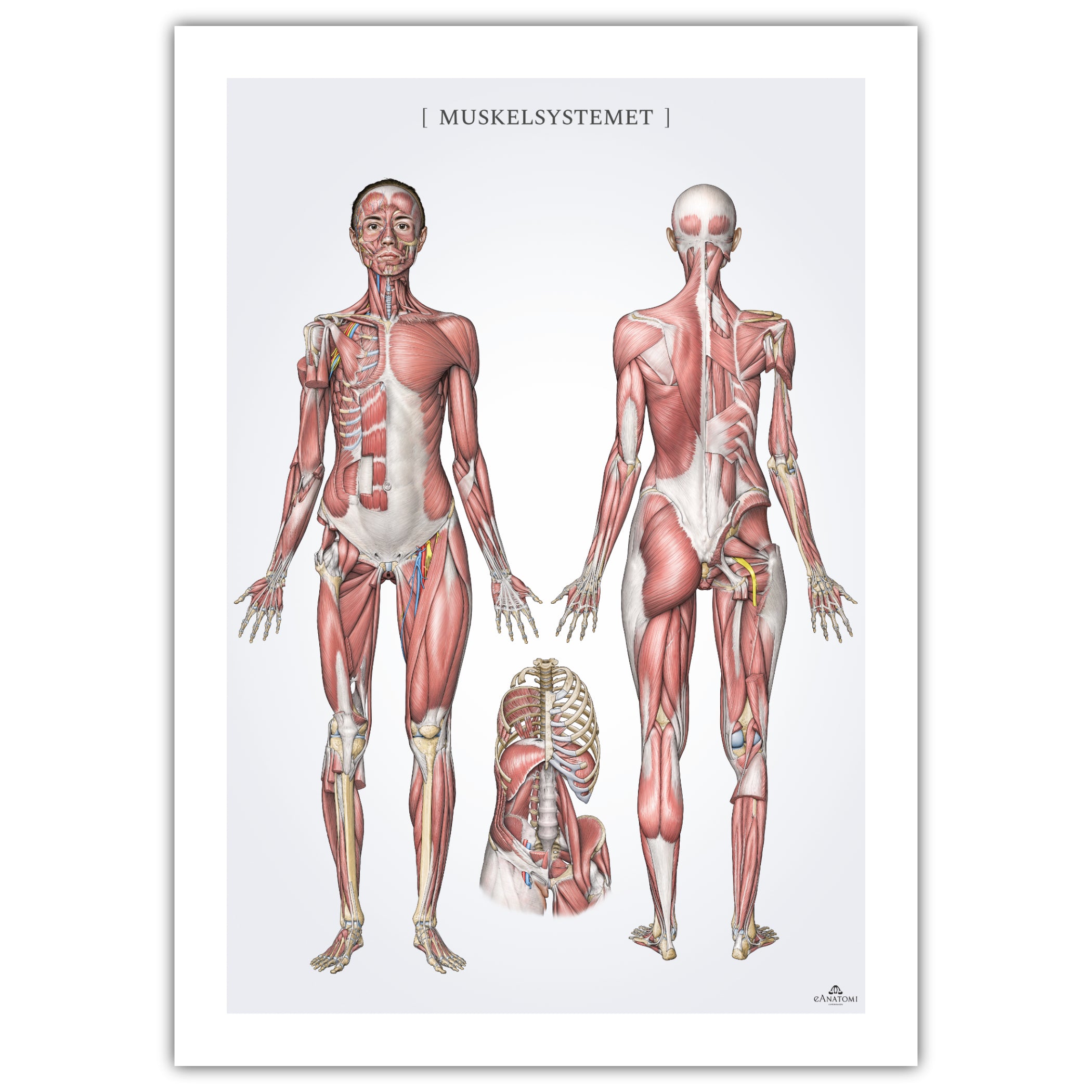 Muskelsystemet af kvinden u. nomenklatur, grå, anatomi plakat © eAnatomi
