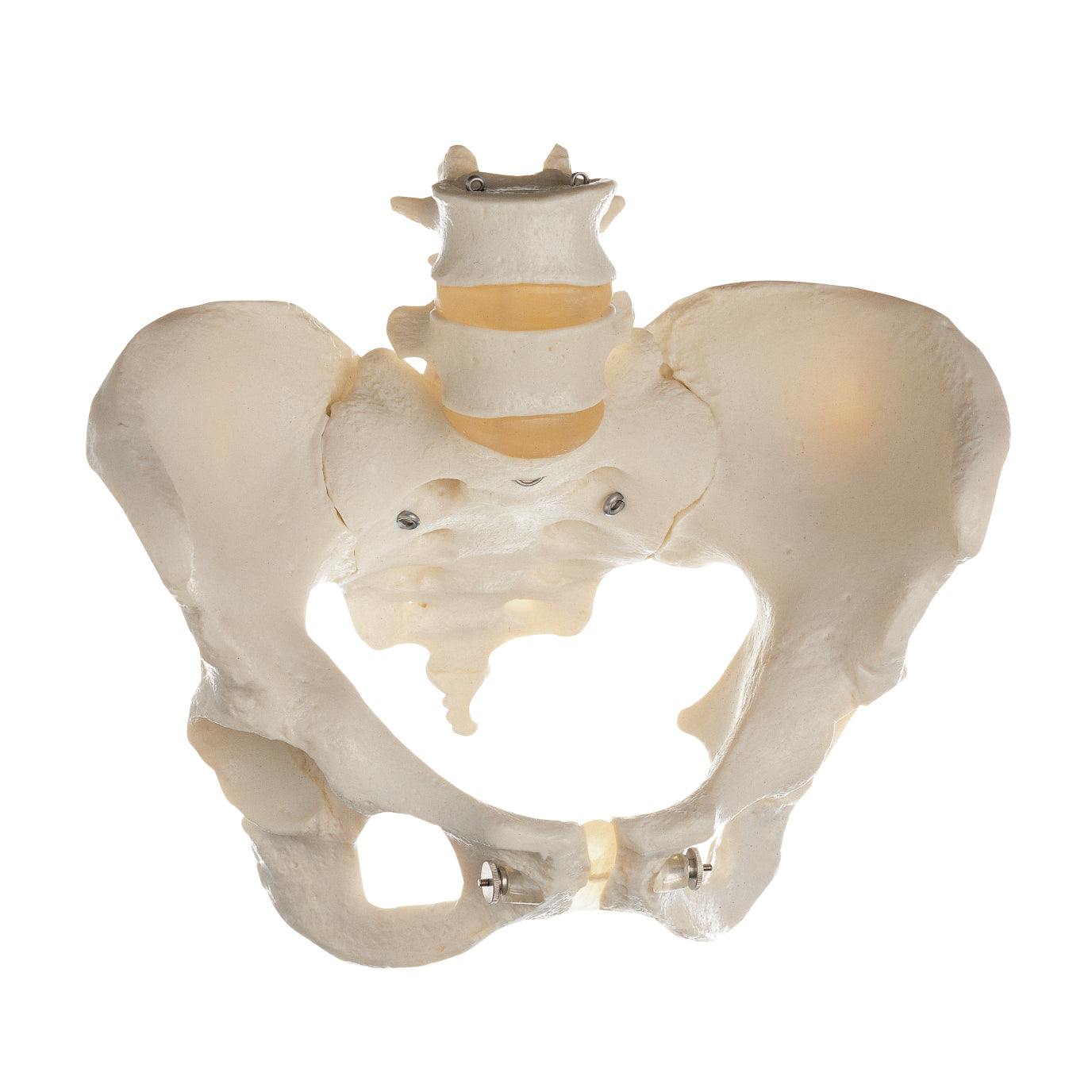 Pelvic model from SOMSO Models showing bones and joints in the female pelvis