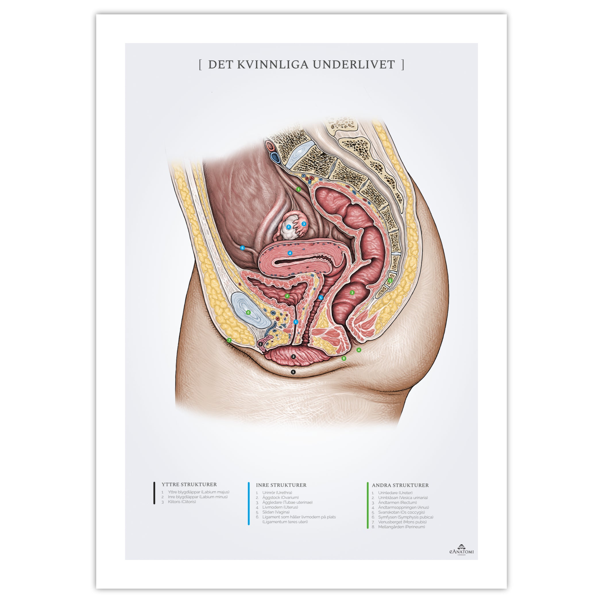 The female abdomen, anatomy poster © eAnatomi