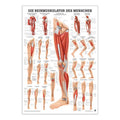 Lamineret muskelplakat om benets muskler på latin & tysk