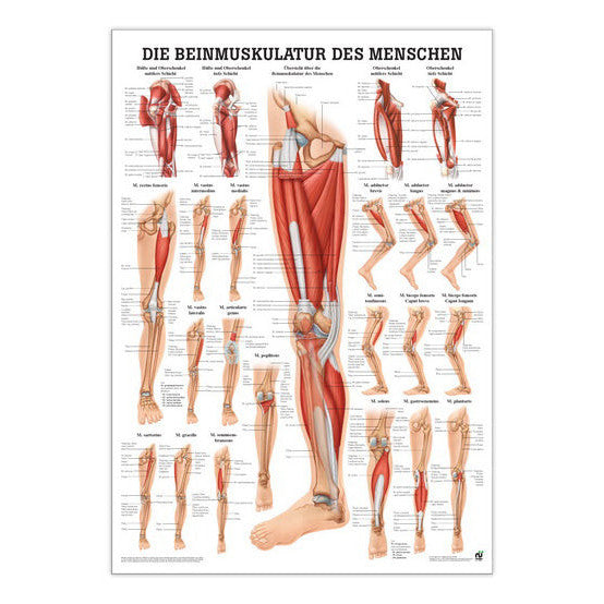 Lamineret muskelplakat om benets muskler på latin & tysk