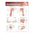 Plakat om leddene i den øvre ekstremitet på engelsk - eAnatomi