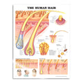 Lamineret plakat om menneskets hår på engelsk - eAnatomi