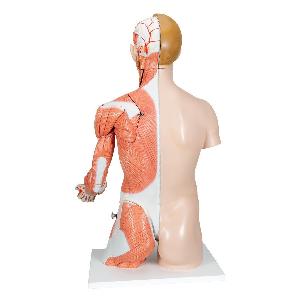 Torso m. muskler og organer, begge køn, 33 dele, 86 cm - eAnatomi