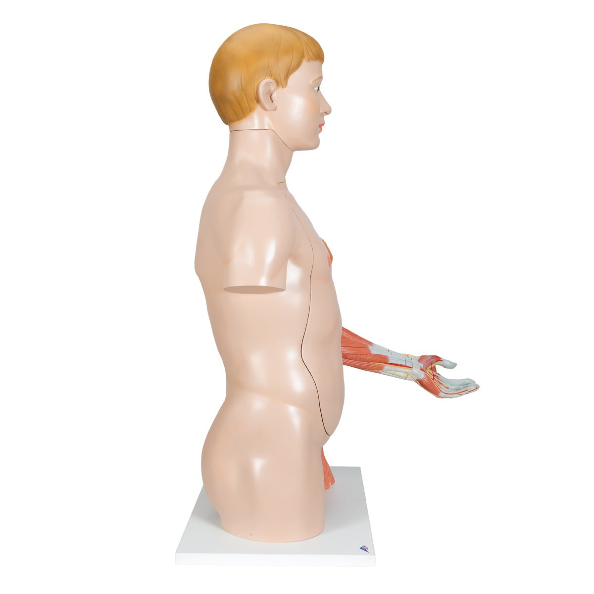 Torso m. muskler og organer, begge køn, 33 dele, 86 cm - eAnatomi