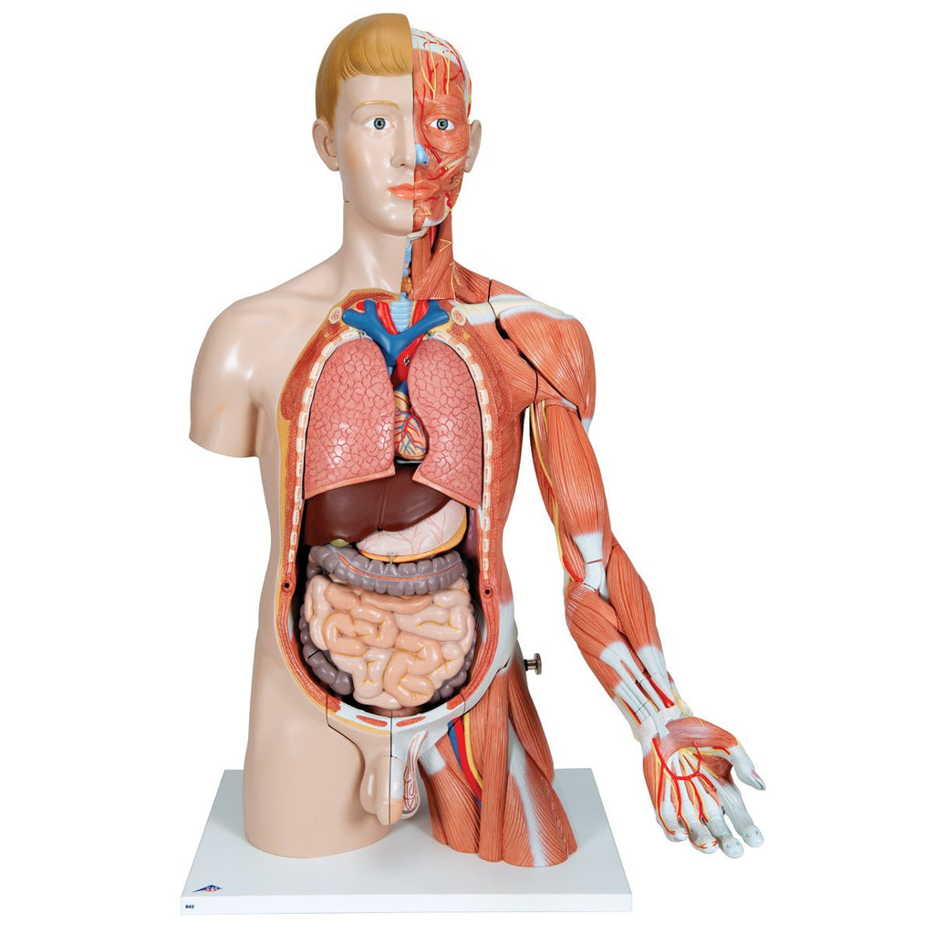 Torso m. muskler og organer, begge køn, 33 dele, 86 cm - eAnatomi