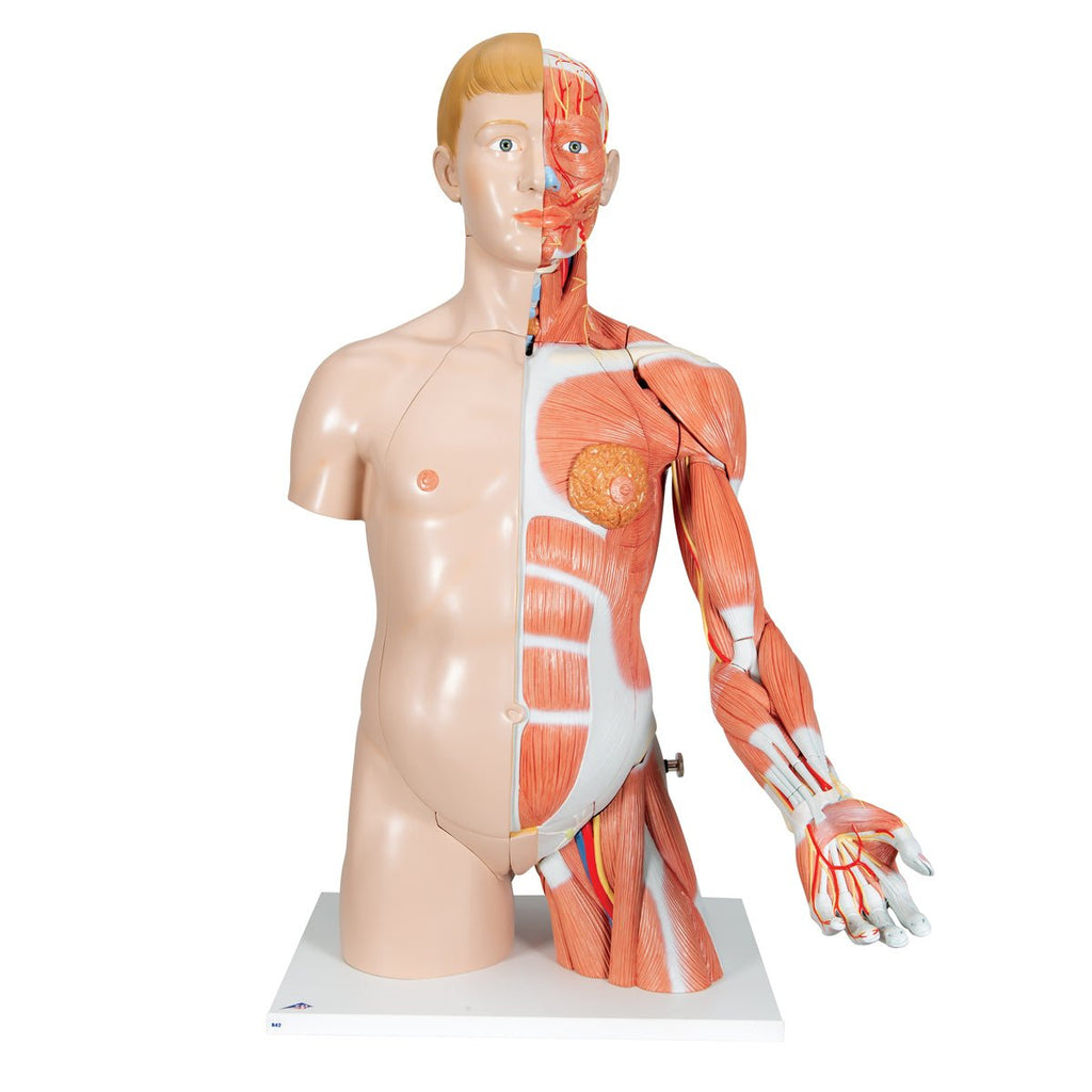 Torso m. muskler og organer, begge køn, 33 dele, 86 cm - eAnatomi