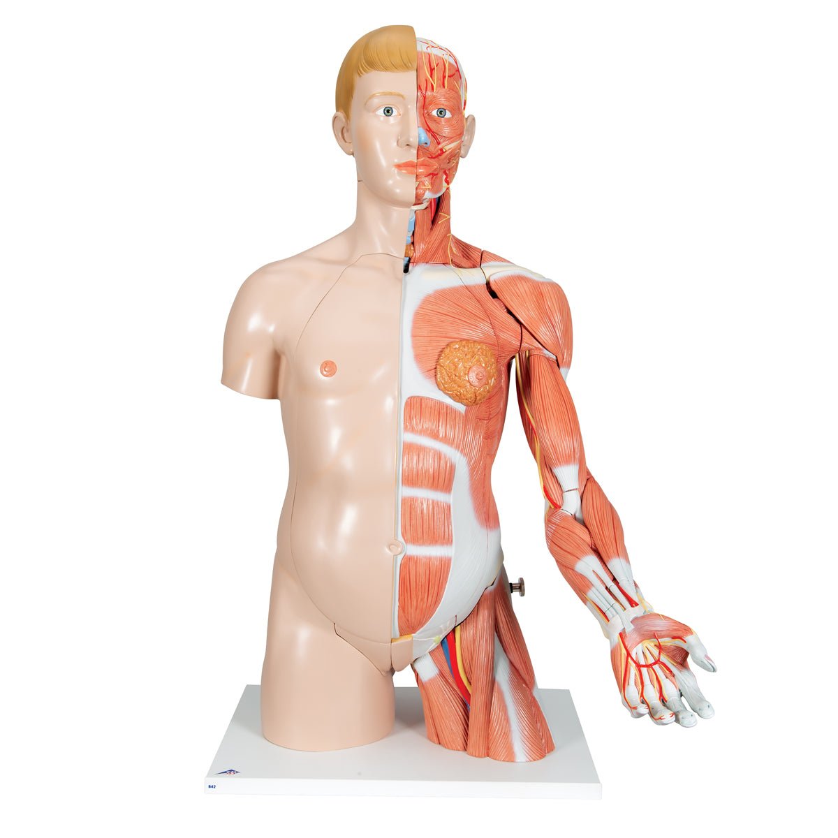 Torso m. muskler og organer, begge køn, 33 dele, 86 cm - eAnatomi