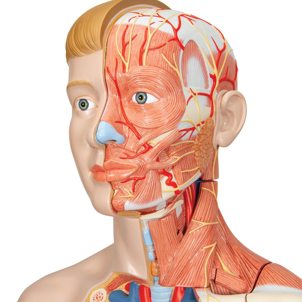 Torso m. muskler og organer, begge køn, 33 dele, 86 cm - eAnatomi