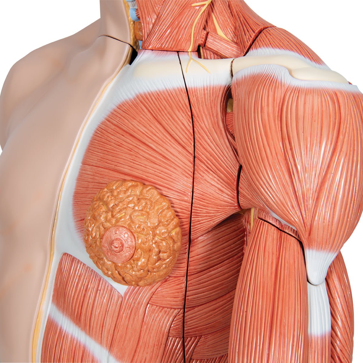 Torso m. muskler og organer, begge køn, 33 dele, 86 cm - eAnatomi