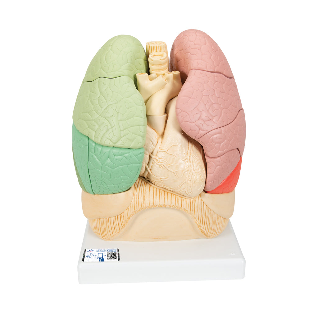 Educational lungs with heart, 19 parts