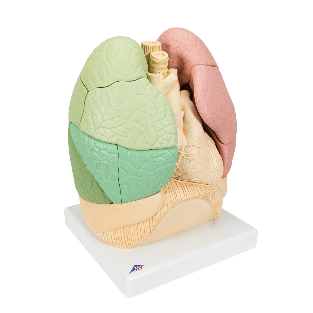 Educational lungs with heart, 19 parts